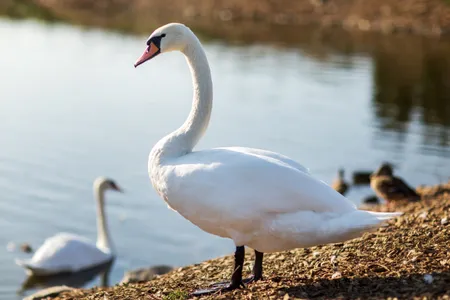A swan stood on the bank of a river